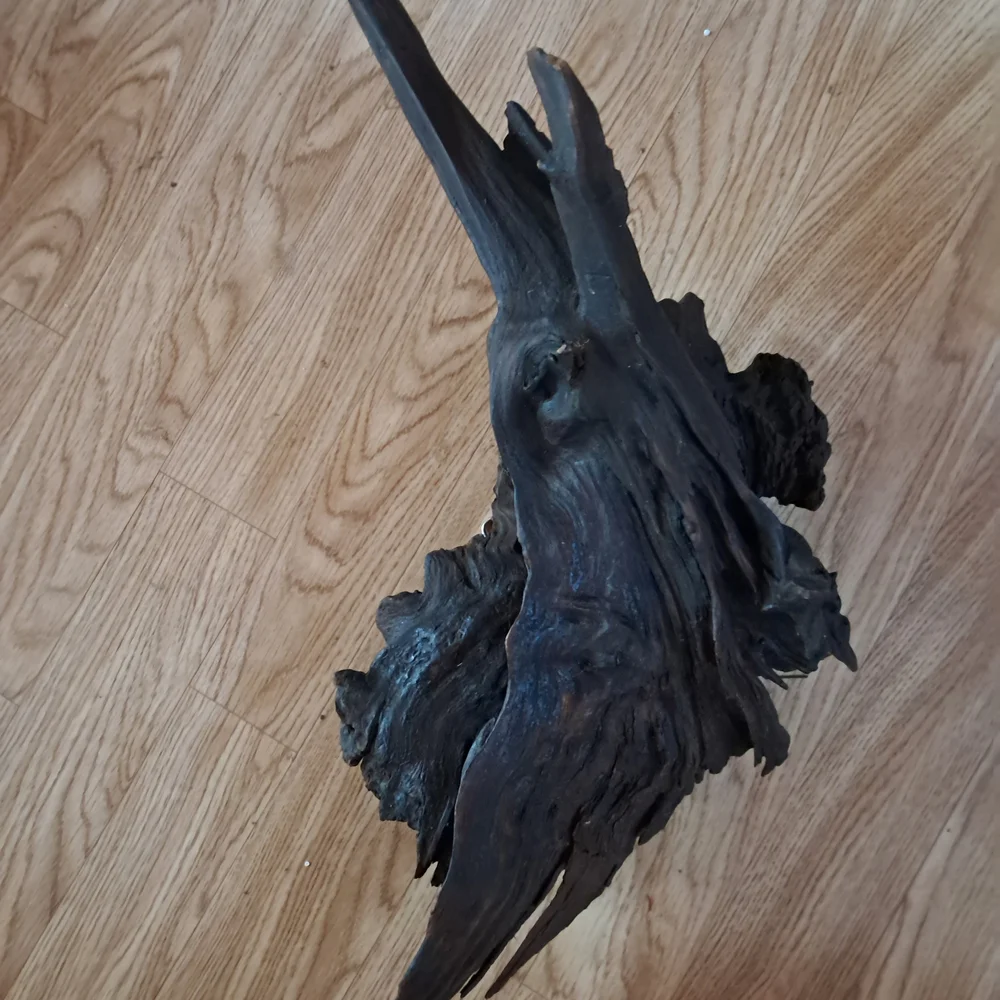 Bogwood from S. Louisiana 